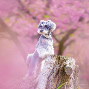 2026年カレンダー ミニチュア・シュナウザー