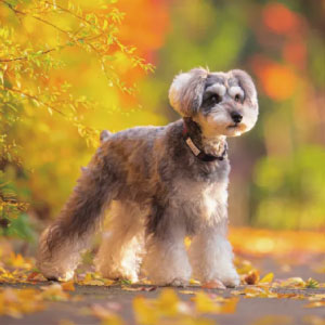 2026年カレンダー ミニチュア・シュナウザー