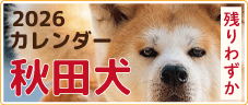 2026秋田犬
