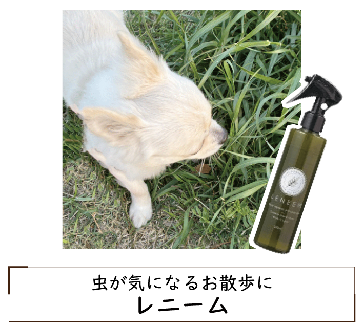 CɂȂ邨UɃj[