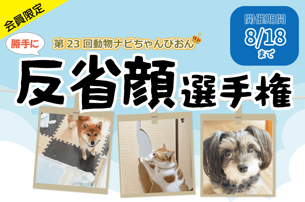 ȊI茠^Cg_ir