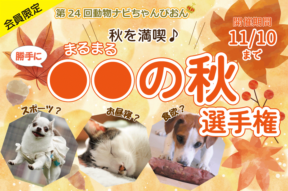 ̏HI茠^Cg_ir