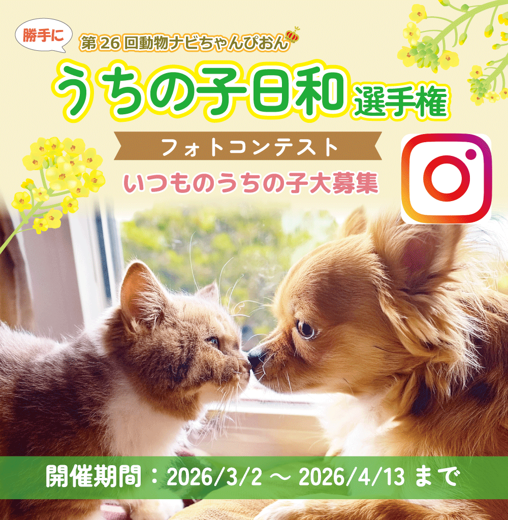 �y�b�g�̂����̎q���a�I�茠�^�C�g��