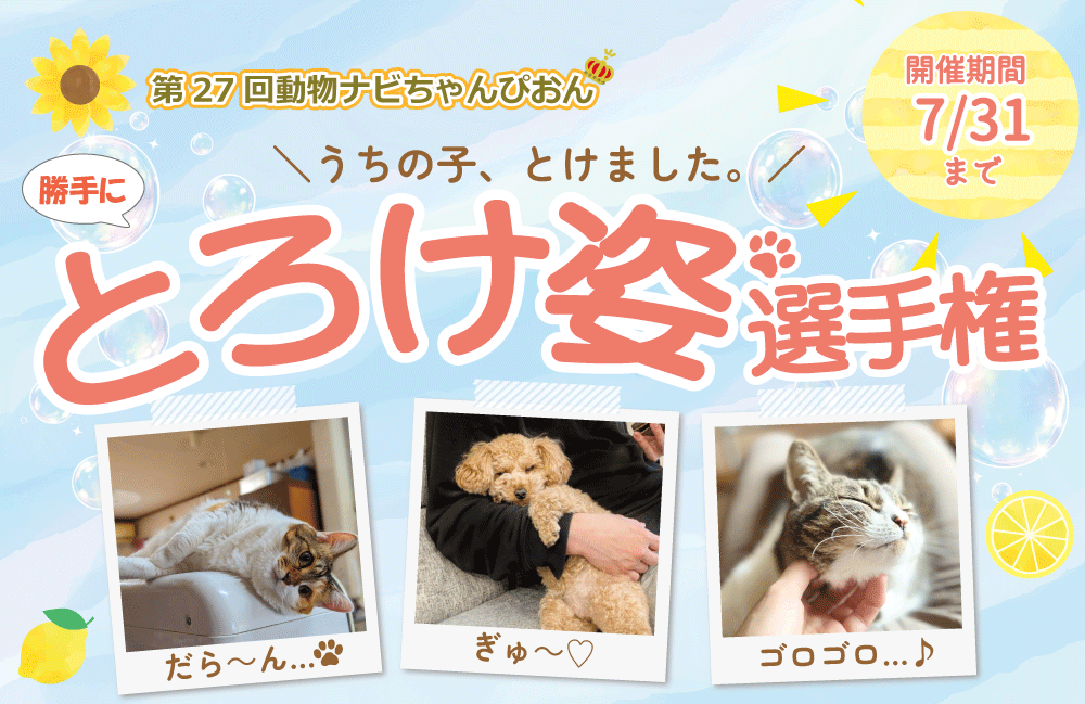 �Ƃ낯�p�I�茠�^�C�g��_�����i�r���