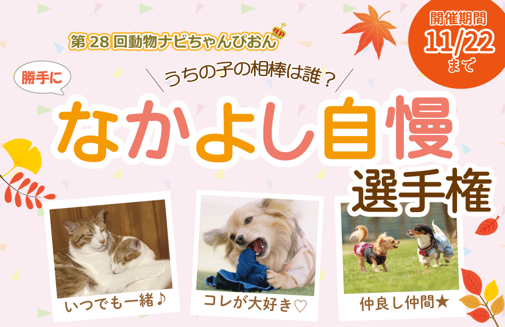�Ȃ��悵�����I�茠�^�C�g��_�����i�r���