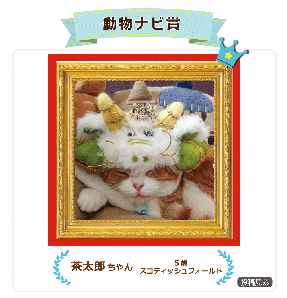 動物ナビ賞猫2