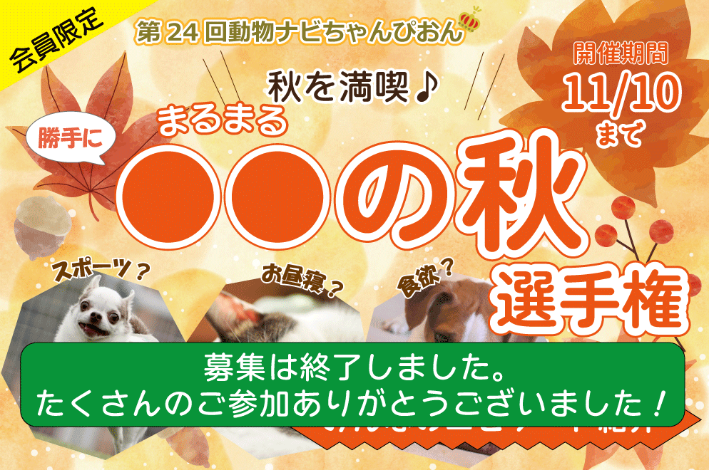 ○○の秋選手権エピソード紹介_動物ナビ会員