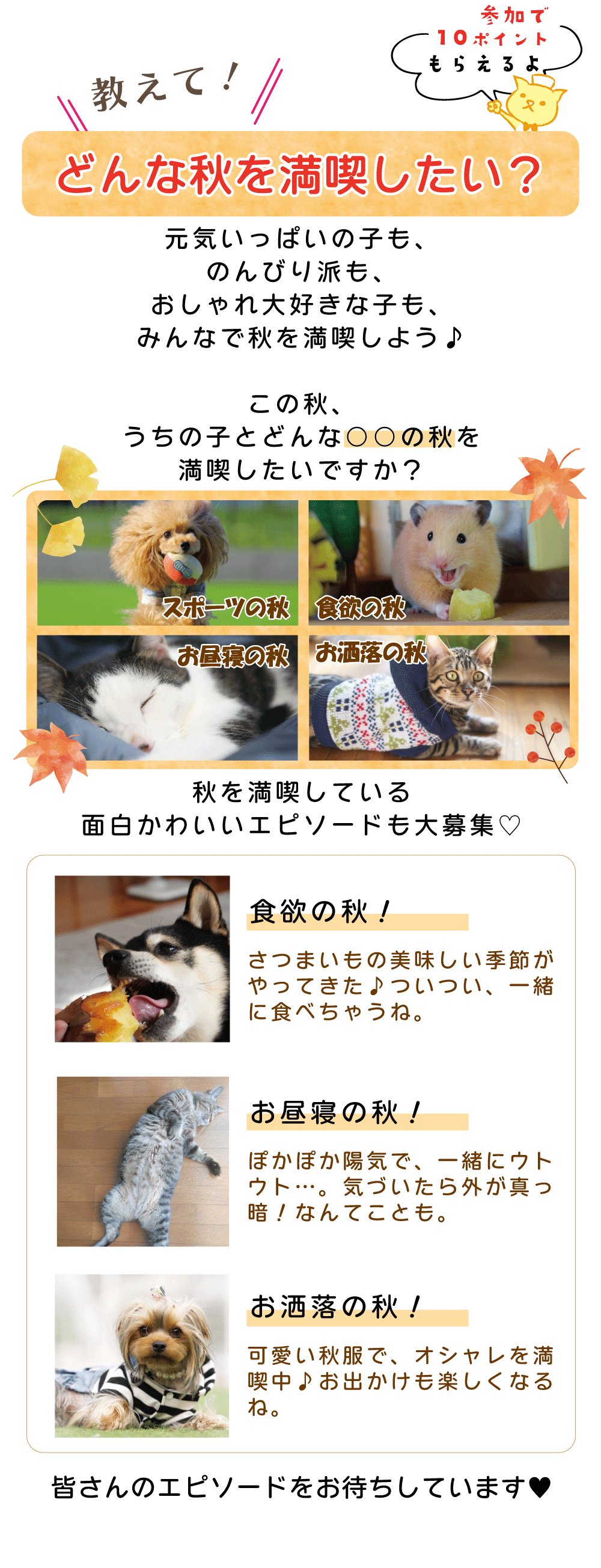 ̏HAP[ge