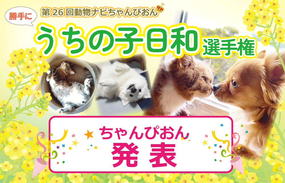 �����̎q���a�I�茠���ʔ��\_�����i�r���