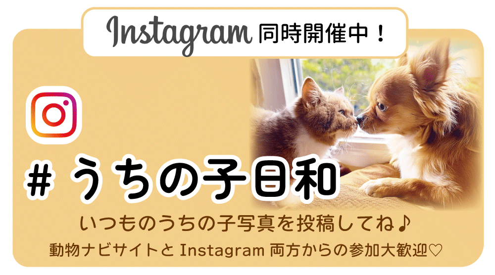 �C���X�^�����J�Ò�