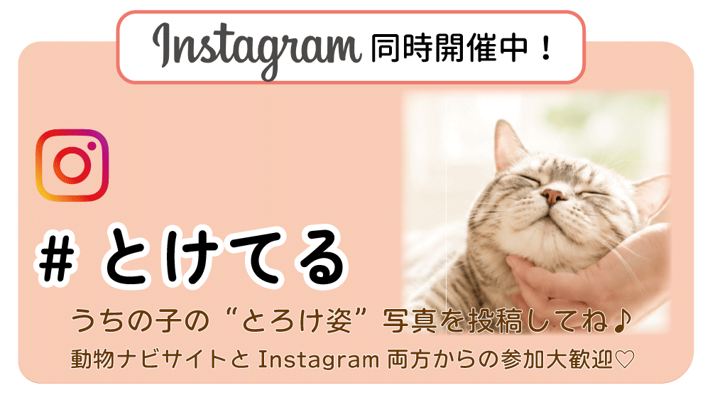 �C���X�^�����J�Ò�