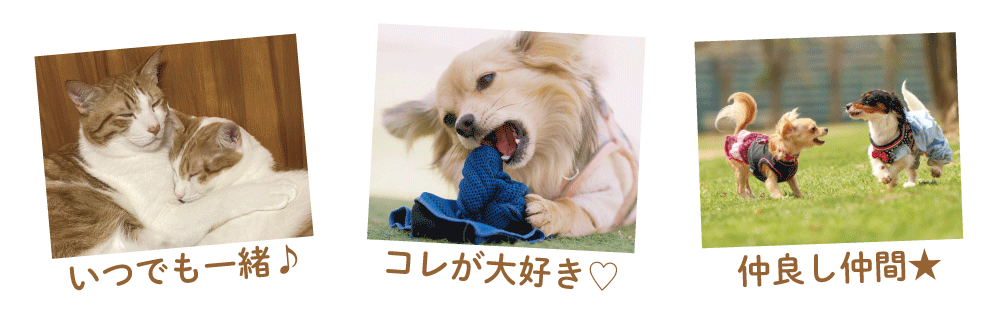 ���L�ʐ^