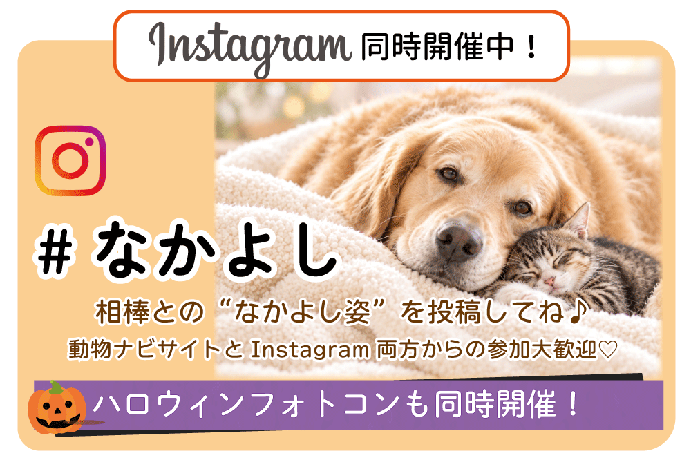 �C���X�^�����J�Ò�